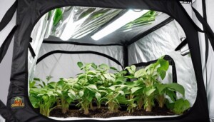 About_Gorilla_Grow_Tents_0003