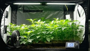 Are_Gorilla_Grow_Tents_Worth_the_Investment