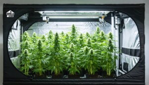 gorilla_grow_tent_0008