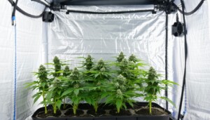 gorilla_grow_tents_0002